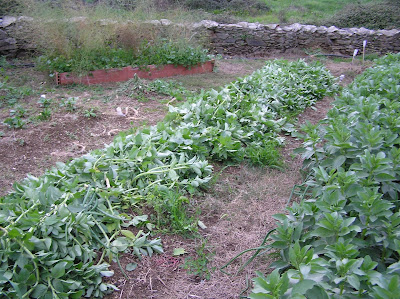 EL HUERTO ES FACIL: COMO FERTILIZAR EL HUERTO DE FORMA ECOLÓGICA, FÁCIL