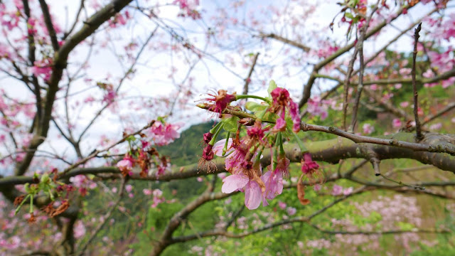 【新北市新店區 / 旅遊 / 步道健走】 騰龍御櫻半日健走 新店秘境 北市近郊 老泉里