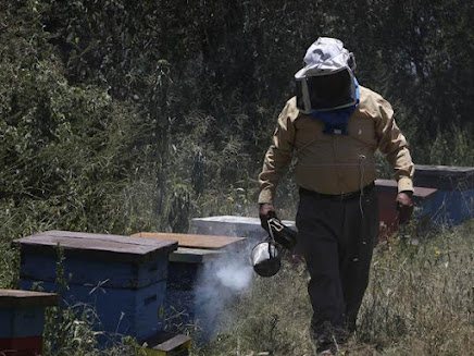 Salvaguardan a las abejas movilizando al menos 30 mil colmenas en esta temporada