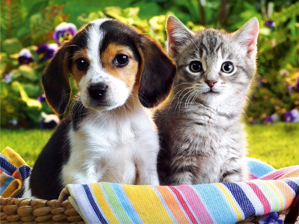 Puppies And Kitties Together