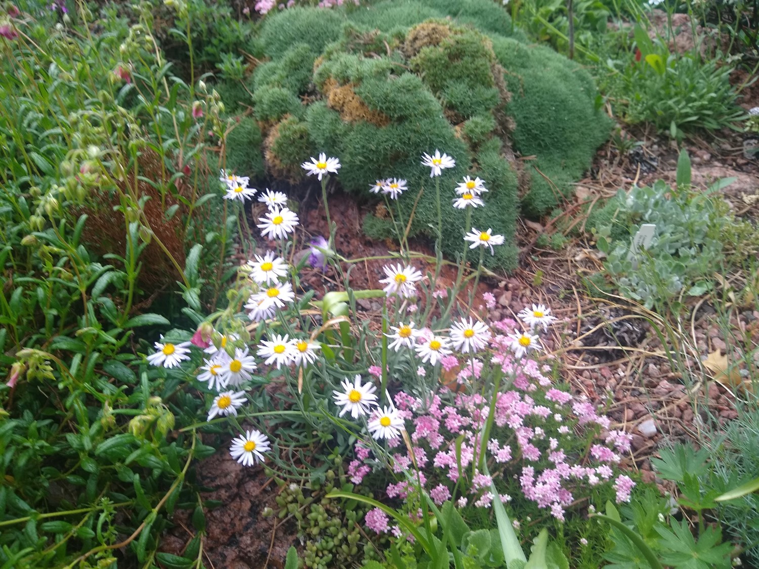 Prairiebreak Colorado Native Plant Society tour, June 5, 2021