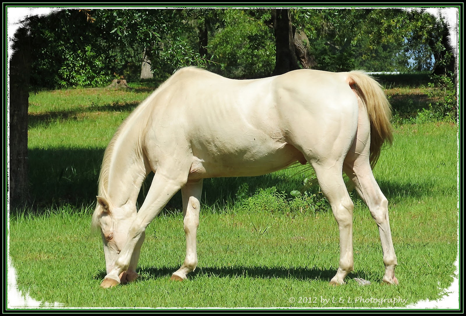 Ocala, Central Florida & Beyond Pale palomino or Isabelline horse