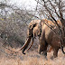 Satao, one of the last 'giant tusker' elephants, killed in Kenya 
