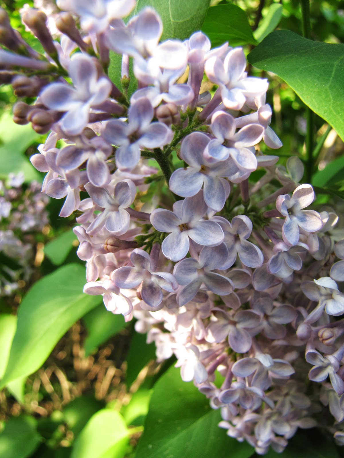 Cynicism and Butterflies: Under the Lilacs