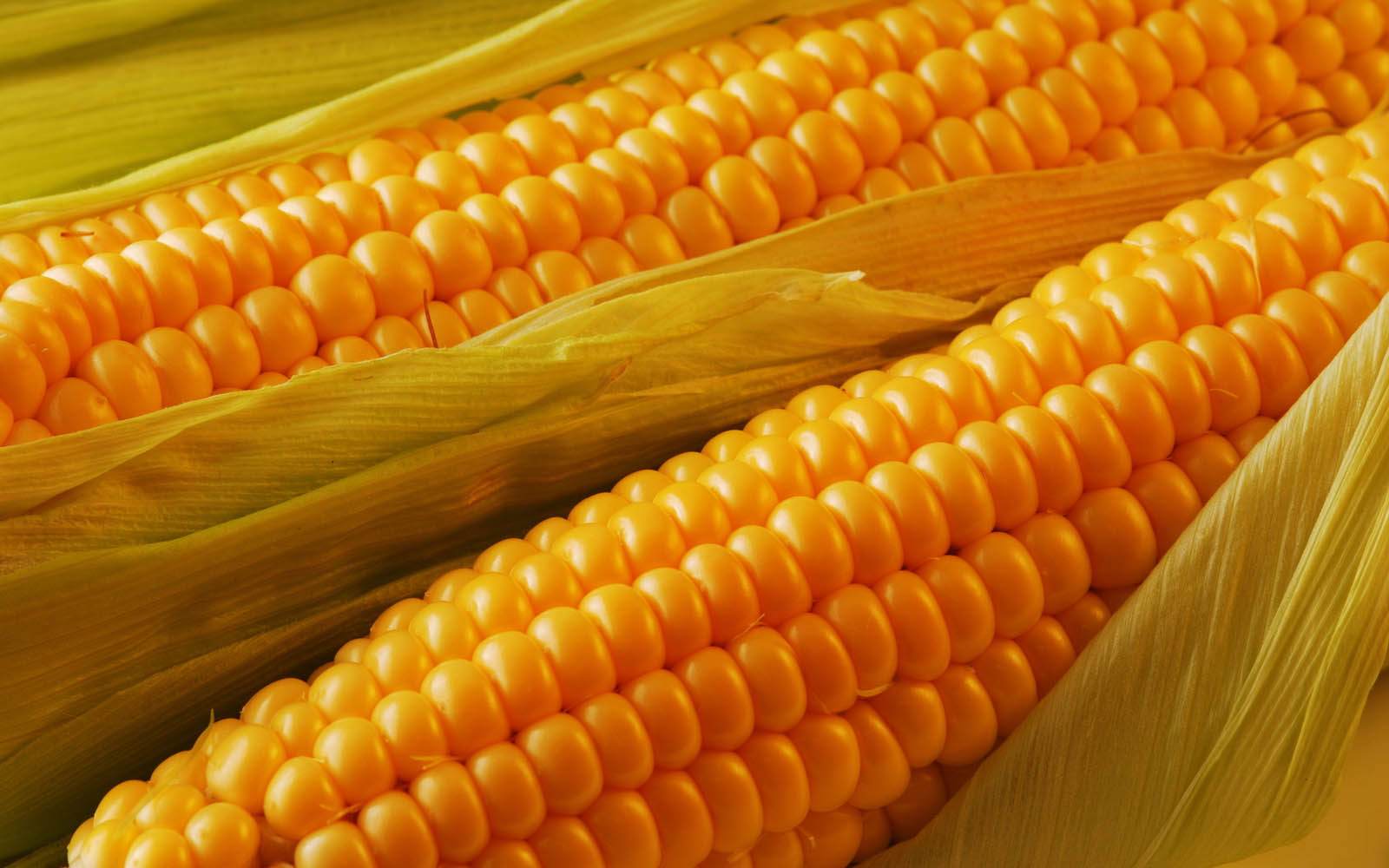 wallpaper: Fresh Corn wallpaper: Fresh Corn