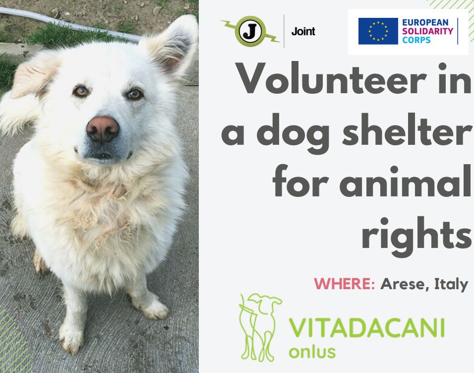Recruitment poster for Vitadacani dog shelter volunteers in Arese, Italy, with white dog photo and European Solidarity Corps logo.