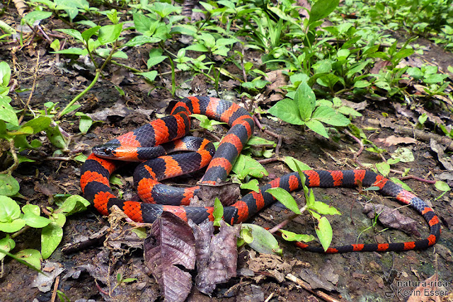 Oxyrhopus petolarius - Calico Snake