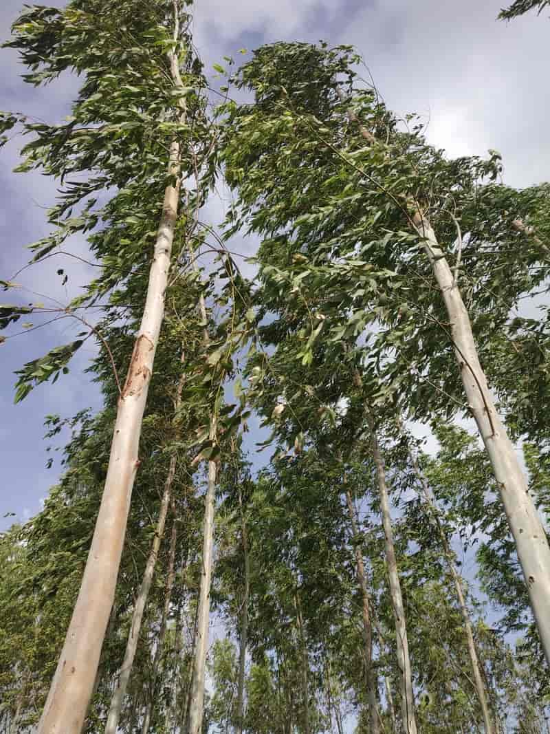 Knowledge Center Tallest flowering plant Eucalyptus [Gum Tree]