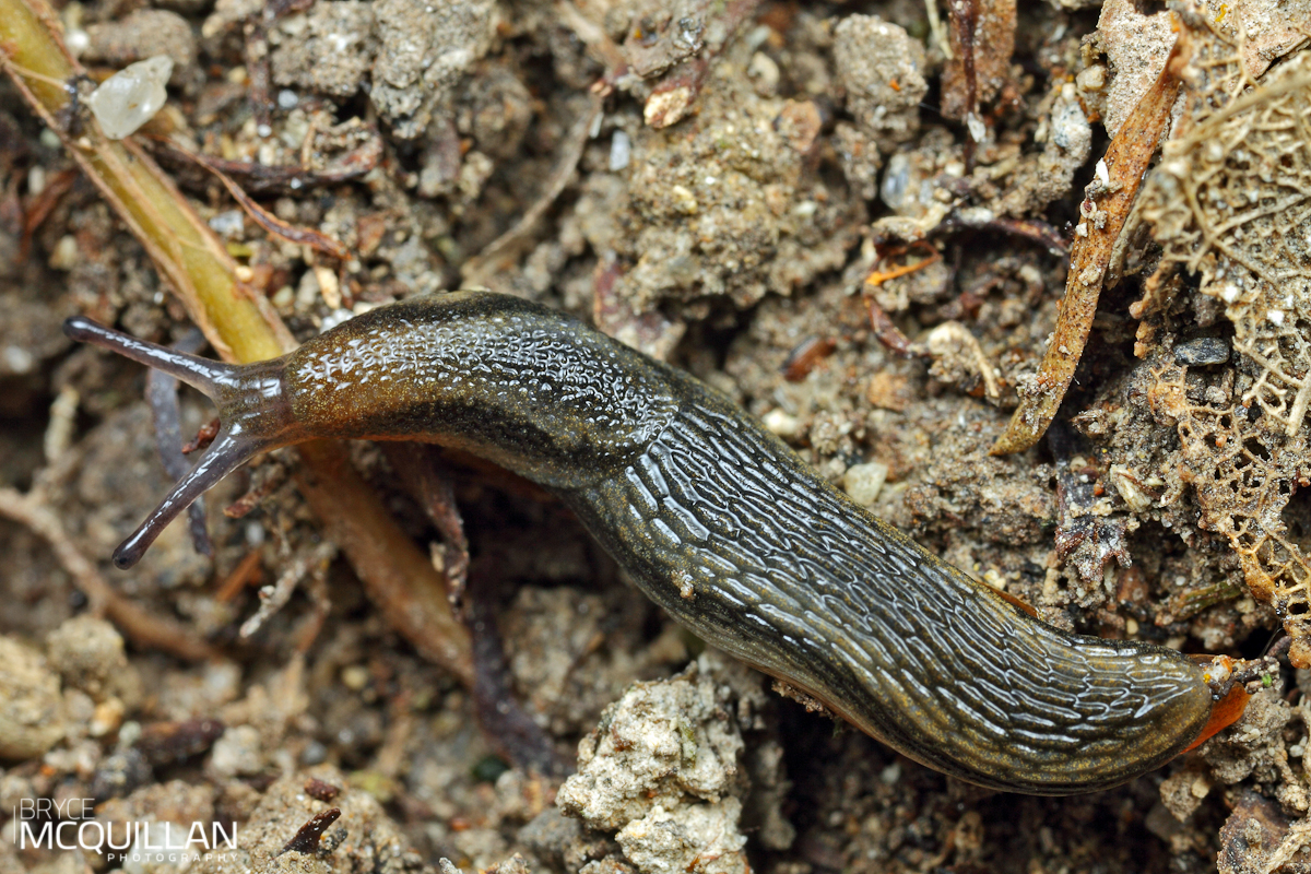 Bryce McQuillan Macro Photography Slugs/Snails and Velvet Worms