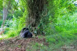 gorilla kebun binatang ragunan jakarta