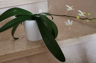 , Doritis Pulcherrima Alba, diarid'orchidee