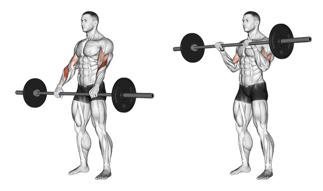 The 12 Best Bicep and Tricep Exercises for Mass - bodybuilding110