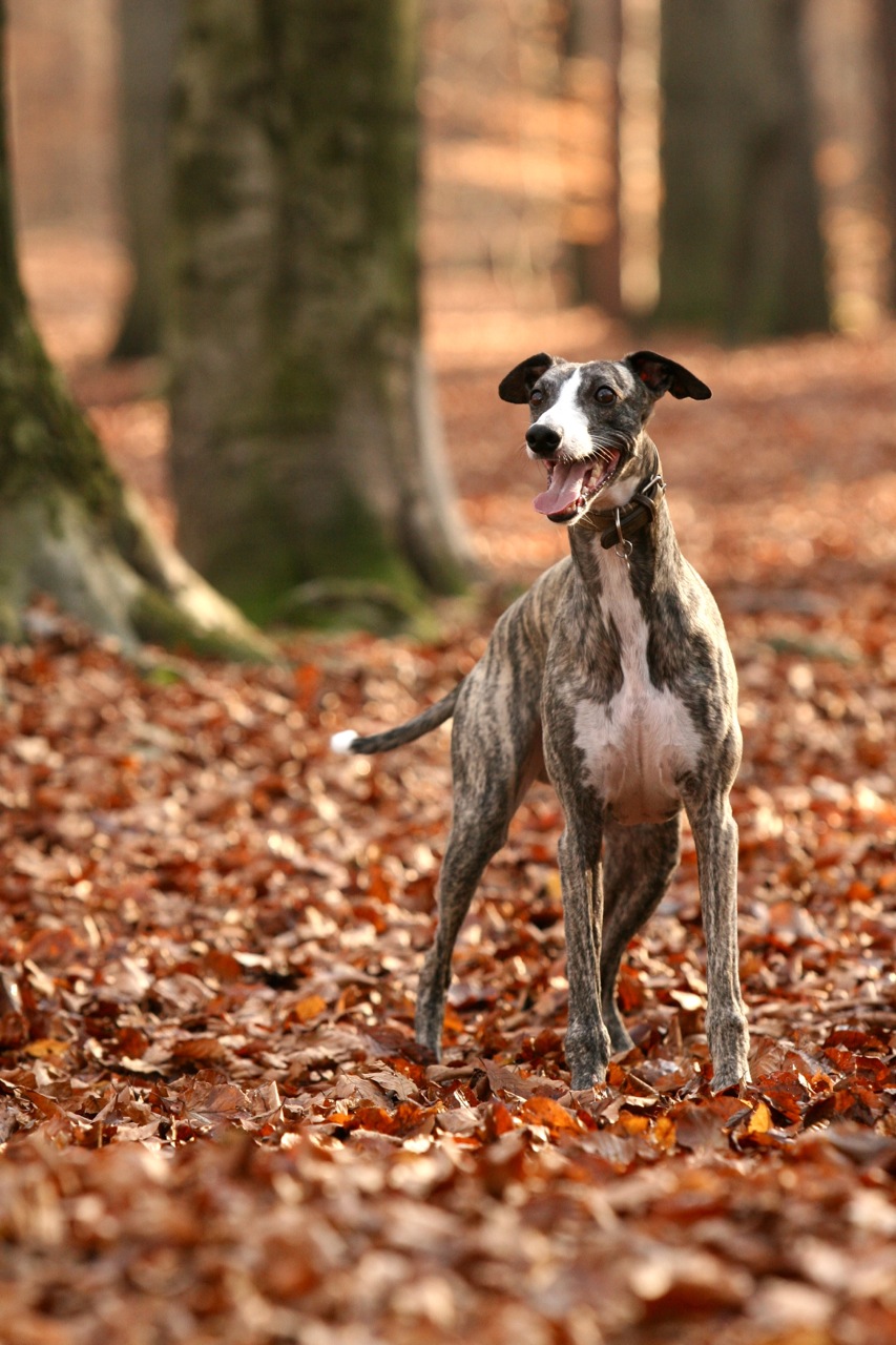 Whippet kennel Tenderline Bron