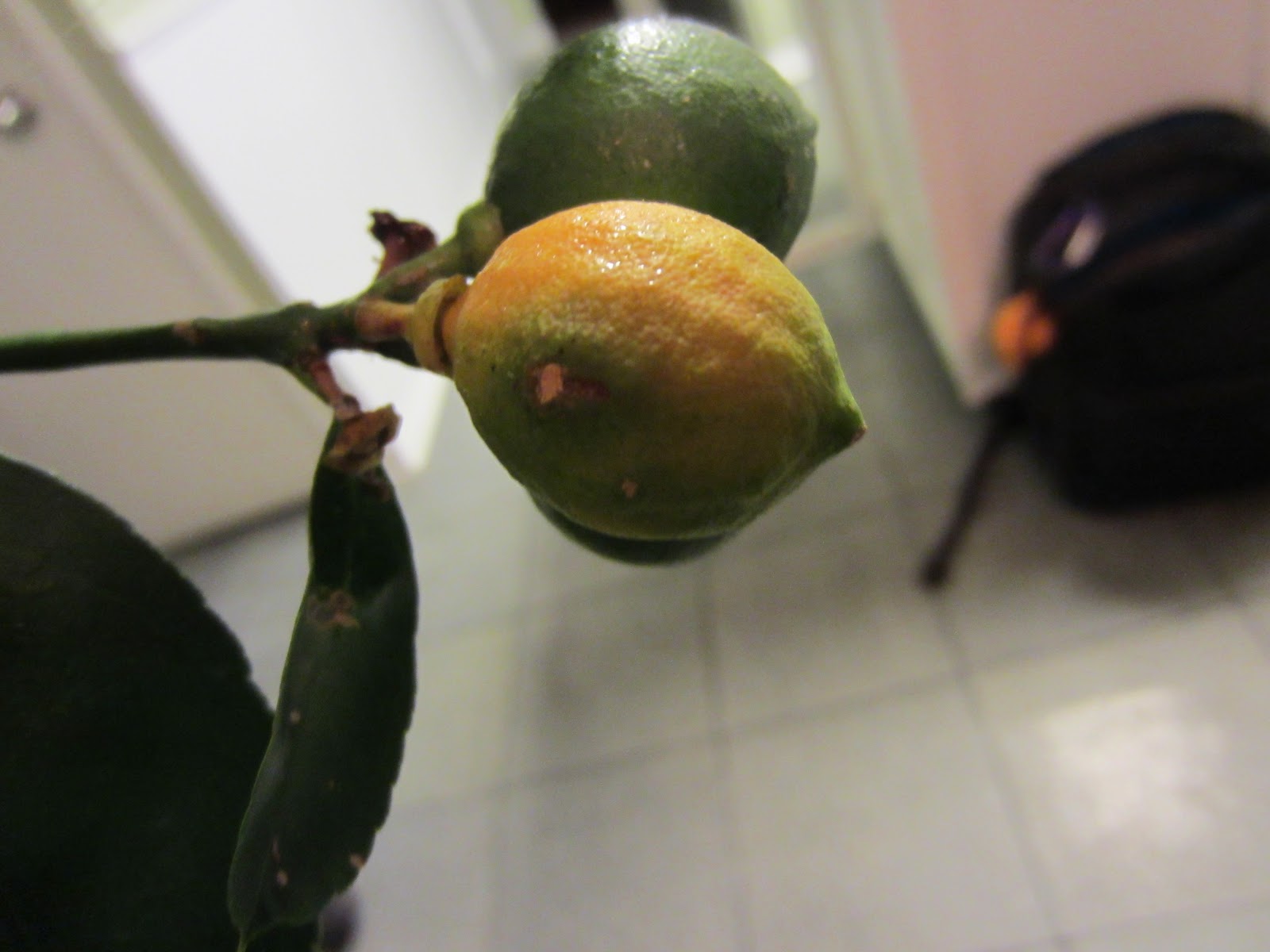 Connected Roots Garden Second citrus scale treatment