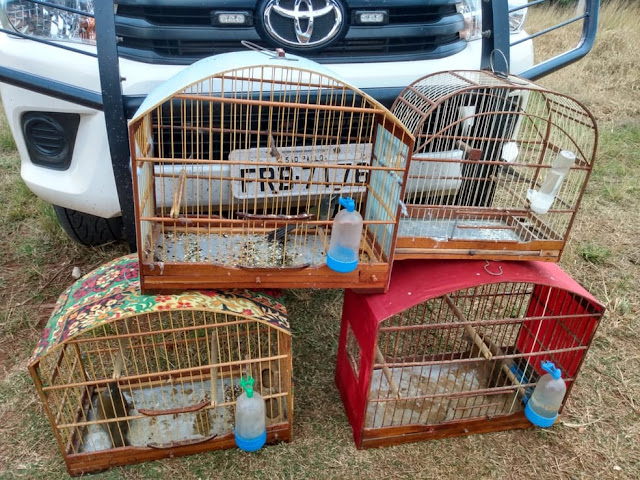 Polícia Militar Ambiental apreende armas e aves, além de animal abatido em propriedade rural em Rancharia Polícia Militar Ambiental apreende armas e aves, além de animal abatido em propriedade rural em Rancharia