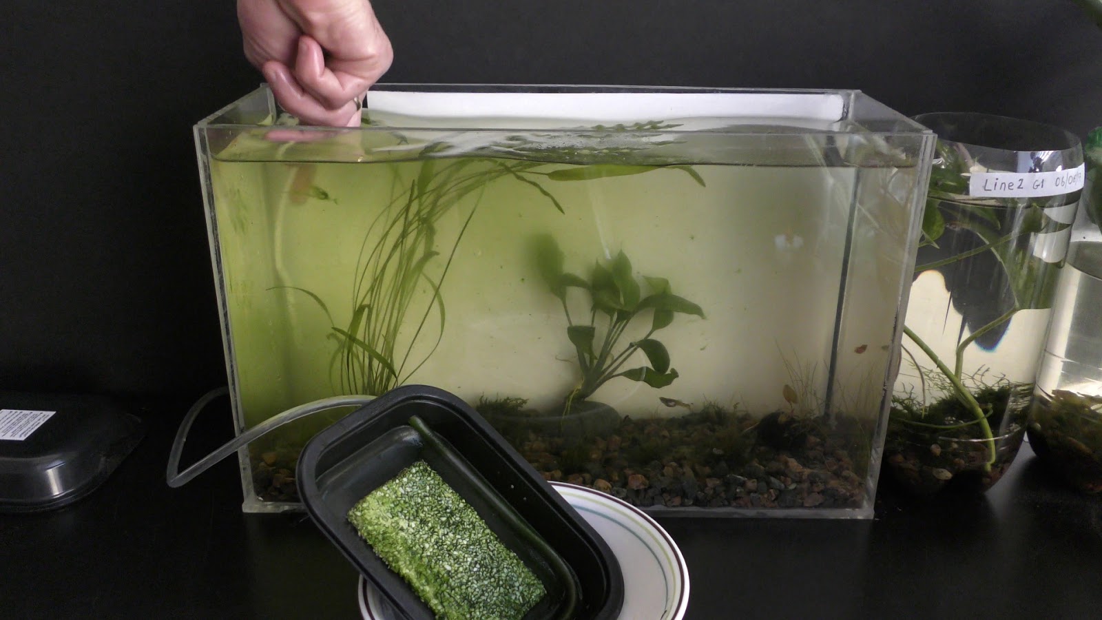 Random Bits Algae Filter