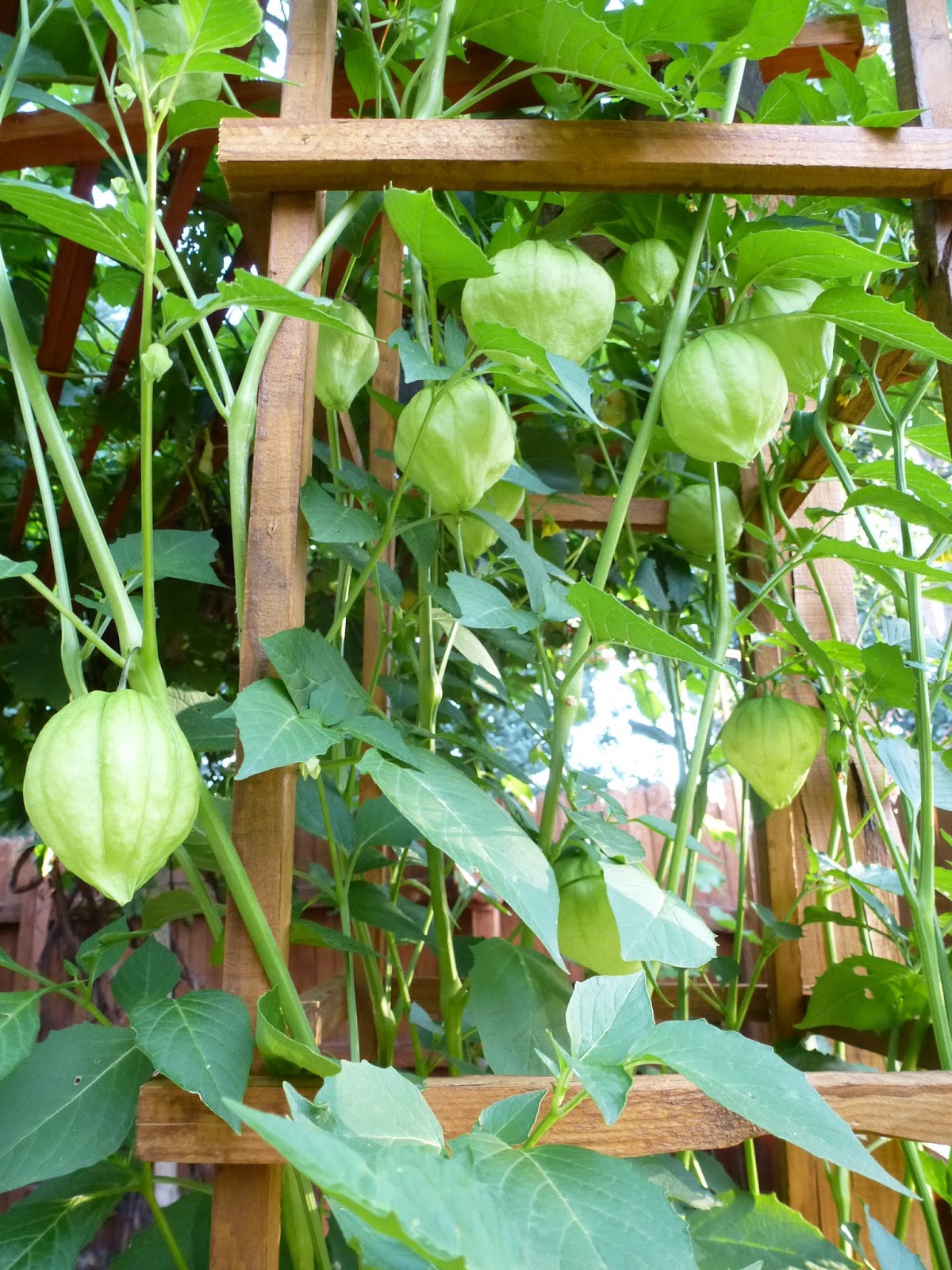Lori's Garden Tomato Time Is Near