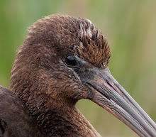 Glossy Ibis