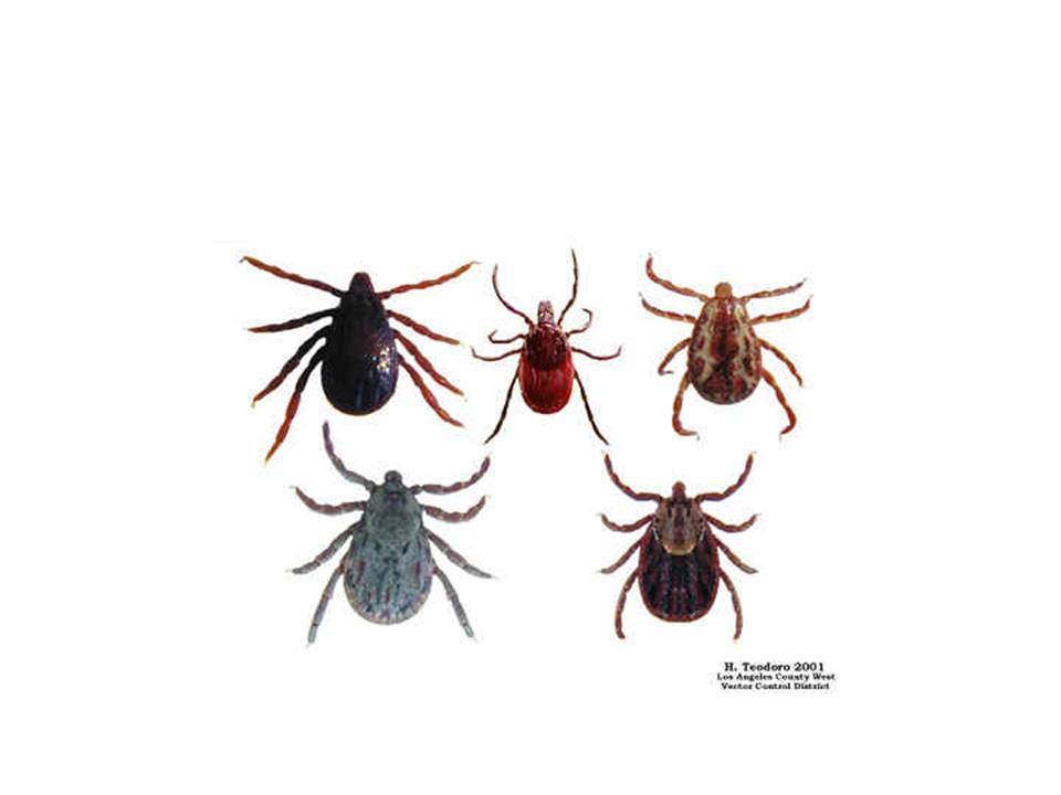 Full Orange: Vektor Penyakit