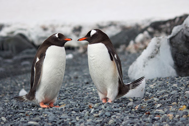 Gentoo penguins is among the cutest animals in the world.