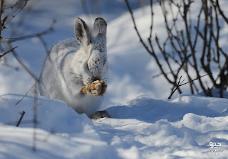 معلومات عن أرنب الحذاء الثلجي