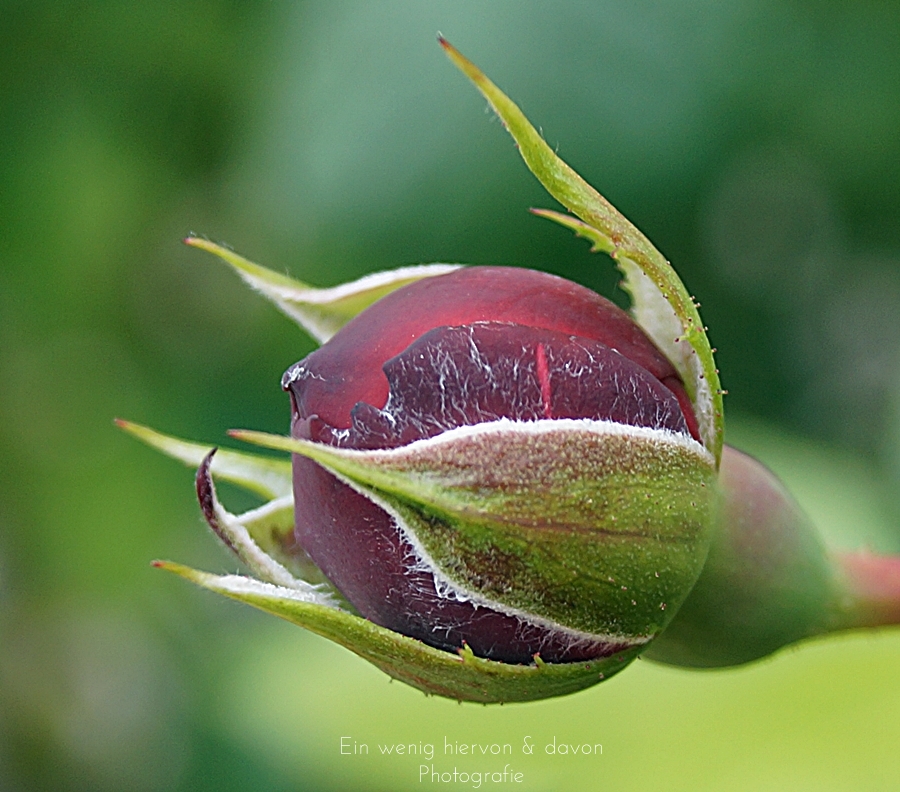 Blog & Fotografie by it's me! | Naturfotografie