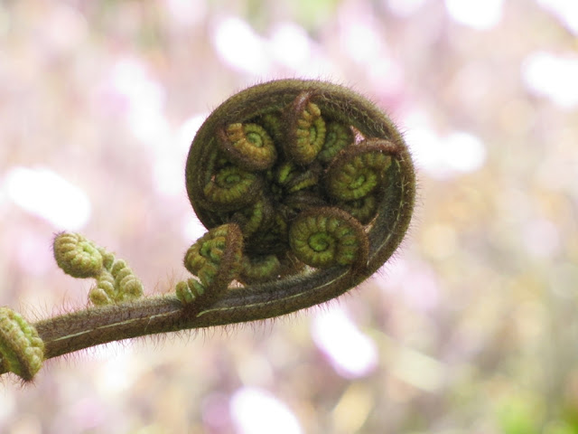 koru-unfurl