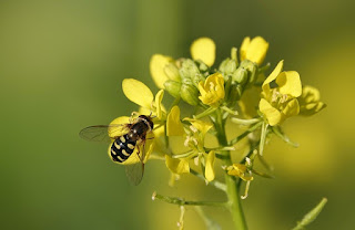 scientist name of mustard