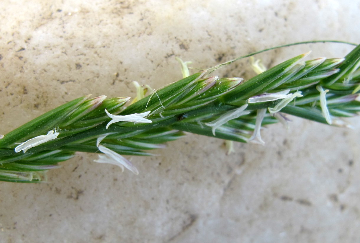 FLORA NEL SALENTO e.. anche altrove Lolium perenne L. Poaceae