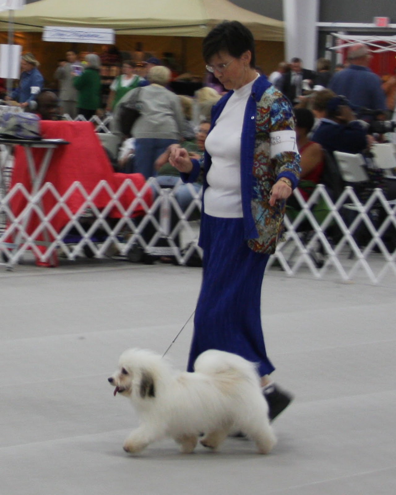 Black Russian Terriers, Bichons & Havanese, Oh My! Hound Club