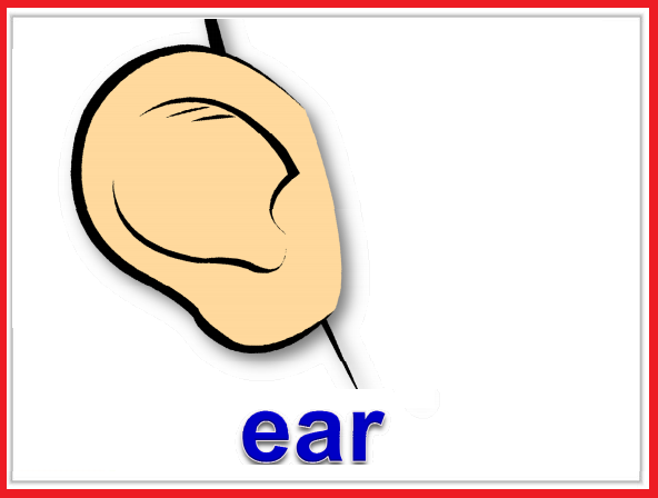 Большой нос по английски. Карточка Ear. Ear карточка на английском. Ухо слово. Ears Flashcard.