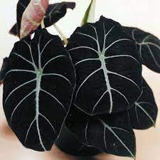 A alocasia ‘Black Velvet’ é uma maravilhosa planta de interior de uma grande beleza. Seu cultivo não é muito fácil, mas que vale a pena tentar. Não costuma ultrapassar 30 centímetros de altura.