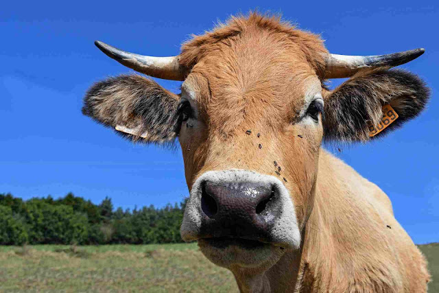 Why Hindus Do Not Eat A Cow why-hindus-do-not-eat-a-cow