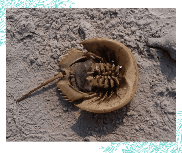 Horseshoe crab and insect