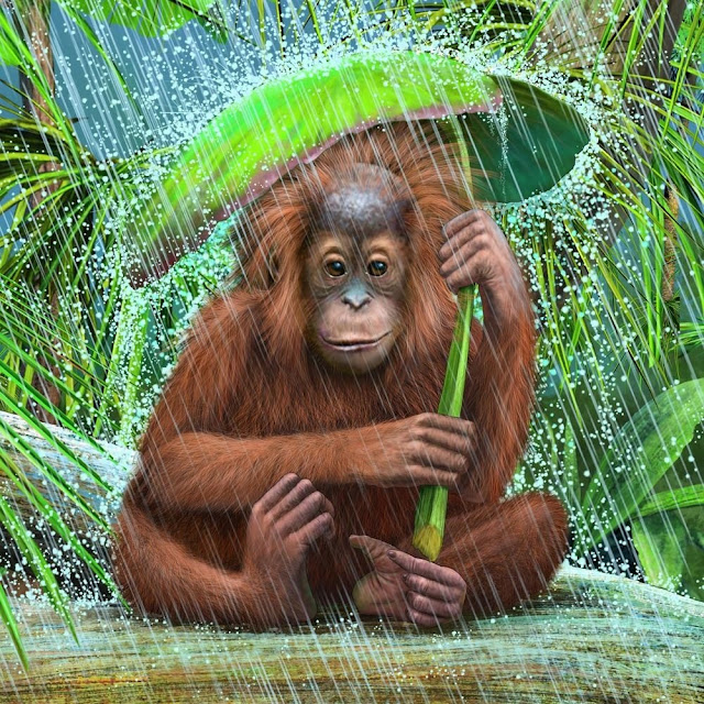 Orangutan baby in the rain