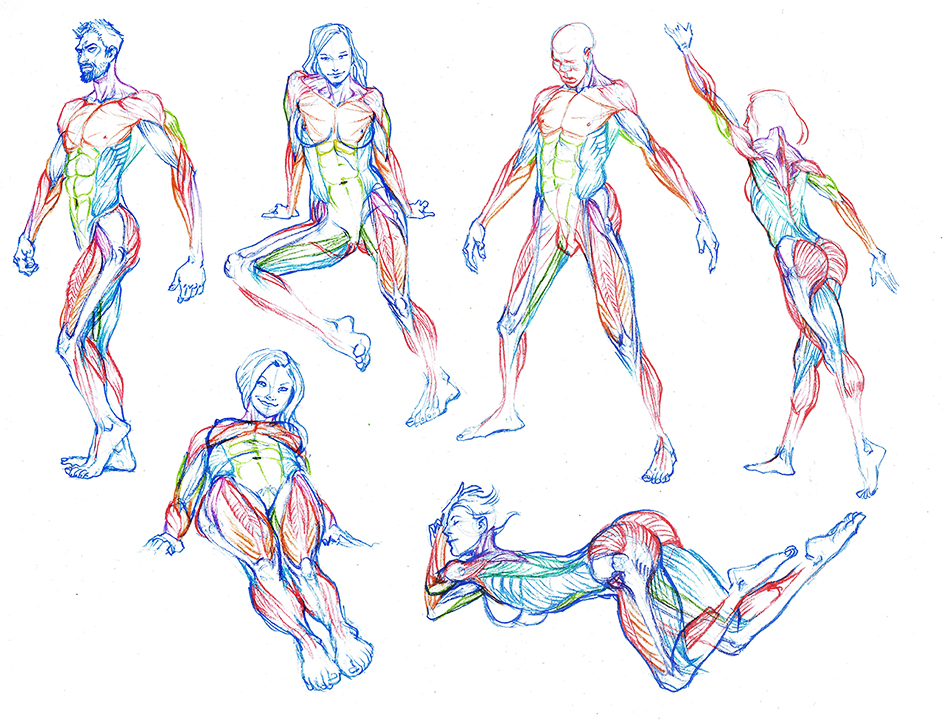 Human reference figure drawing reference anatomy reference photo reference ...
