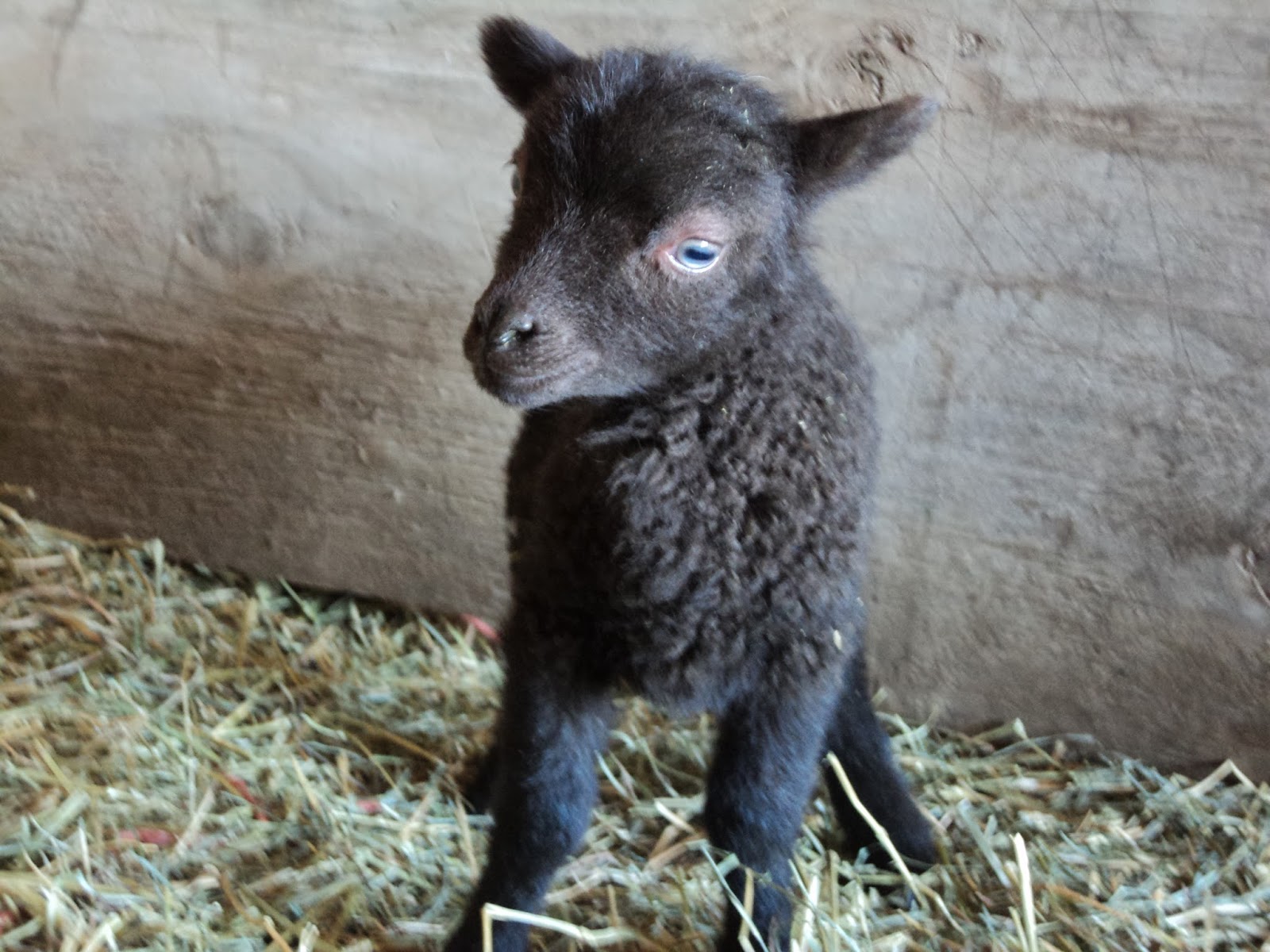 Mulberry Lane Farm Baby Farm Animals