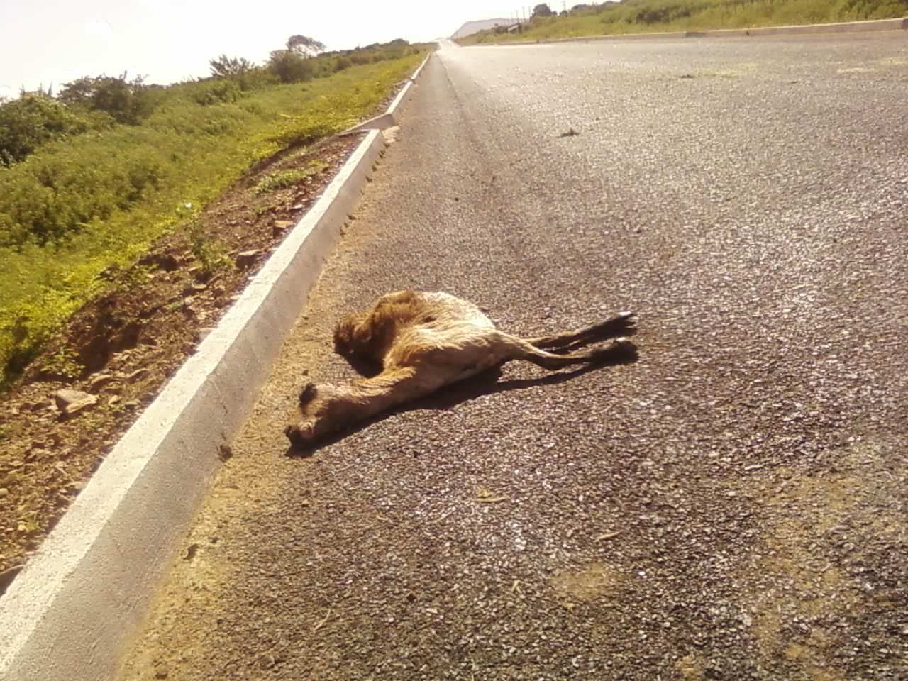 O Que Significa Sonhar Com Animais Mortos
