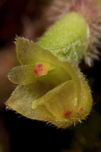 Trichotosia dasyphylla