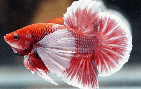 Daftar Harga Ikan Cupang Semua Jenis Terlengkap Januari 2020