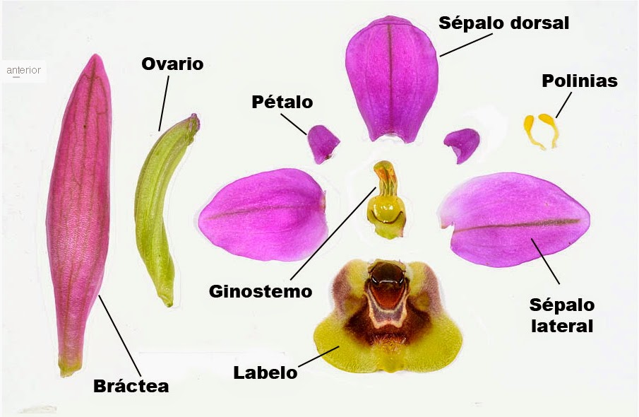 Orquídeas Ibéricas: Características y Géneros - EL BLOG DE LA TABLA