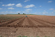 We will get Tempranillo wine in a few years. New planting vineyards / Tendremos vino tempranillo en unos años. Nueva plantación de viñedo