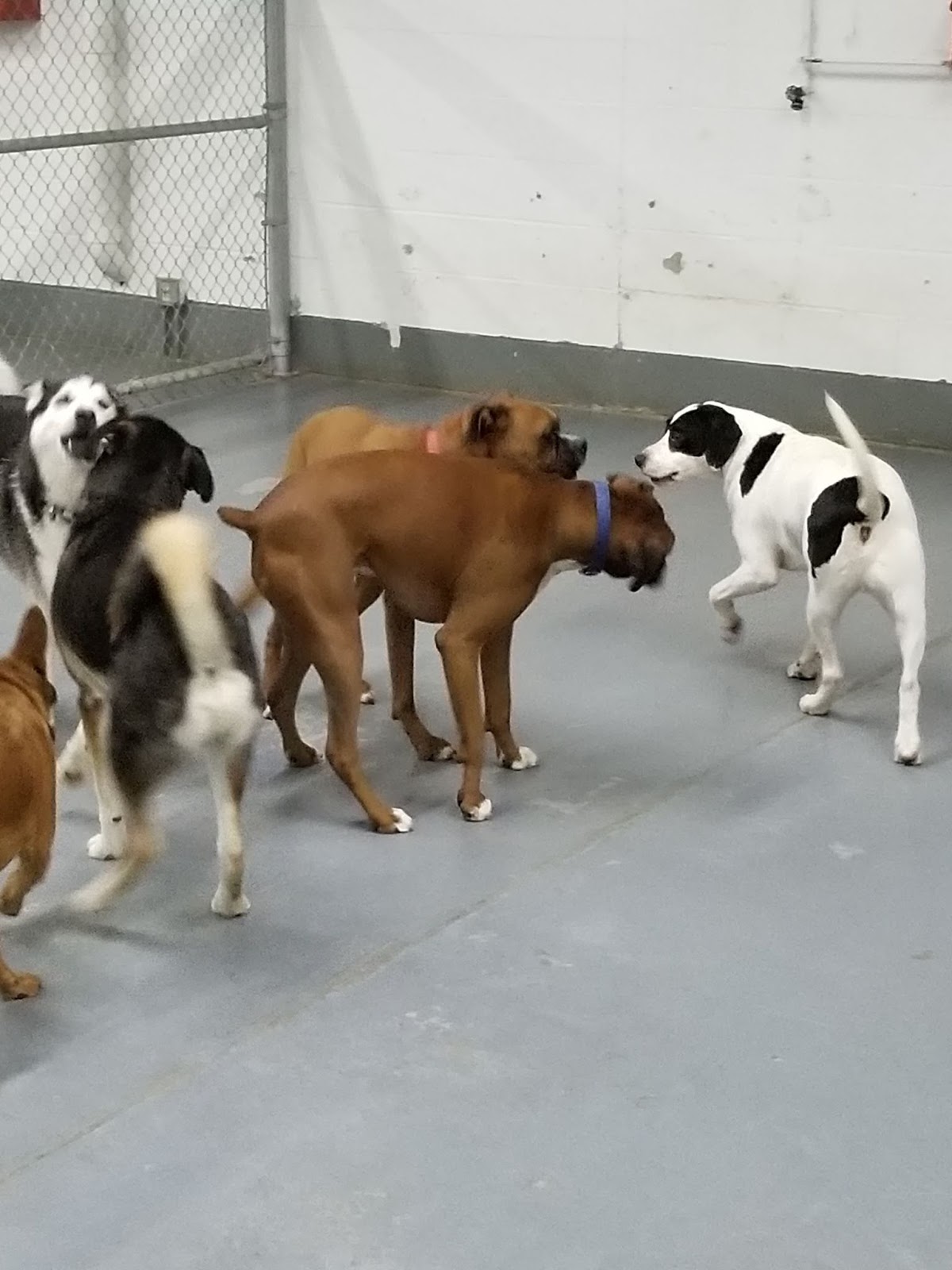 Hoosier Doggy Daycare and Boarding