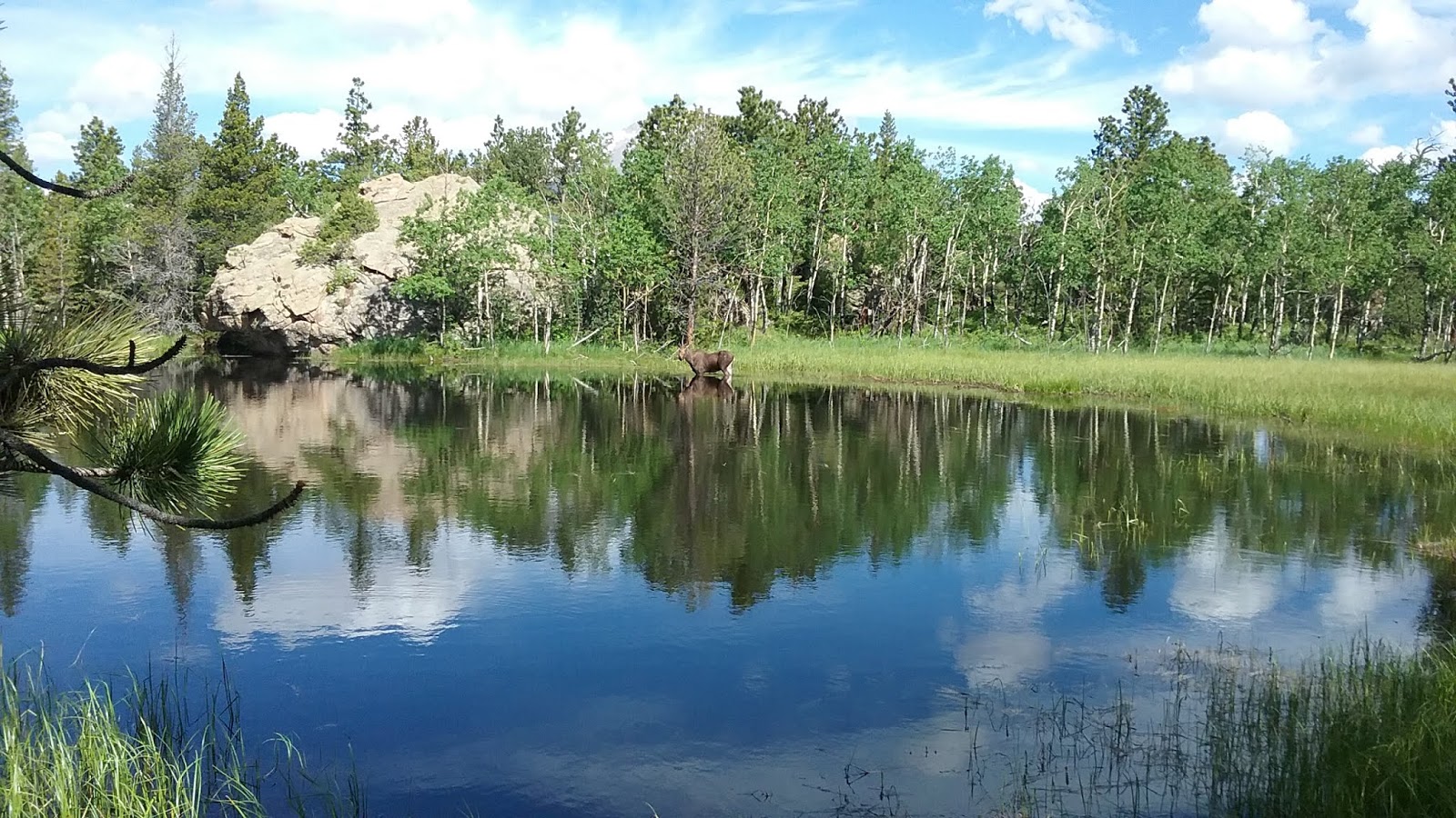 Random Thoughts Moose Lake