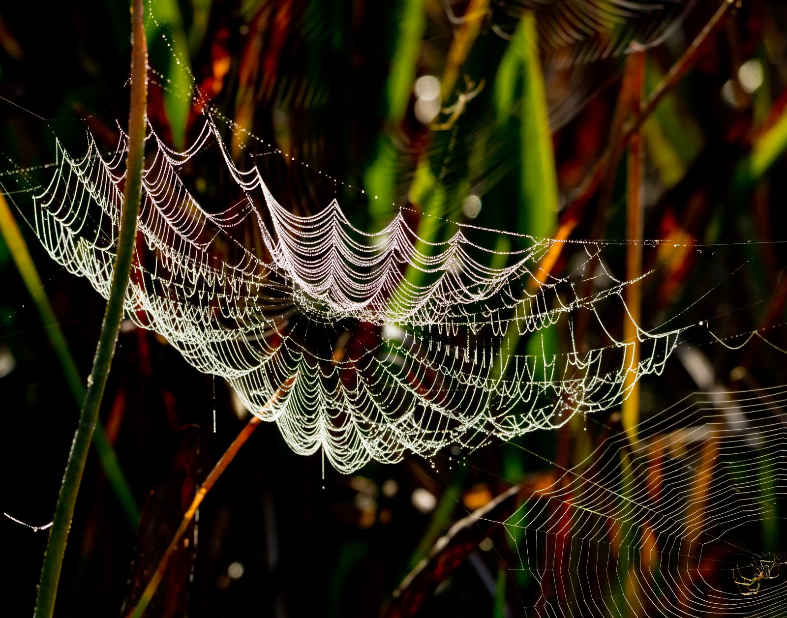 Morning Dew on a web.