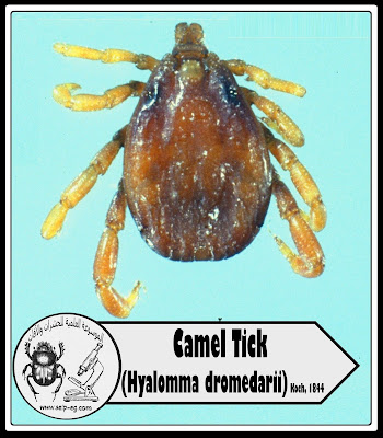 قراد الجمل Camel tick الوصف المورفولوجي ودورة الحياة