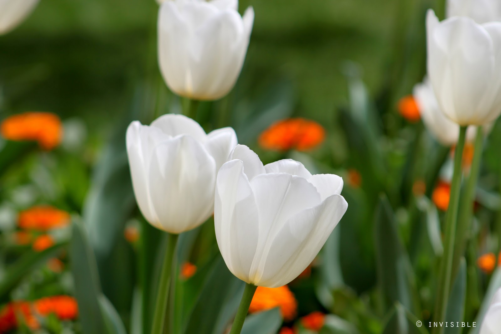 Invisible SLG Photos: Tulipanes blancos 2013