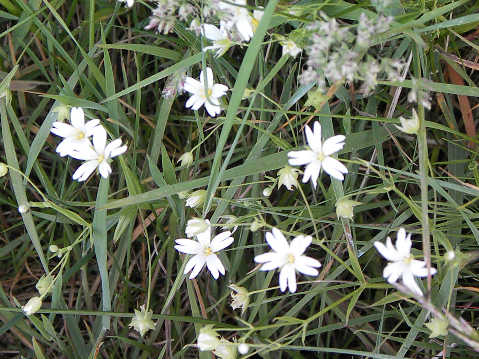 Calderdale Wildlife: Oats Royd Nature Reserve