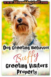 Dog Greeting Behavior - Buffy Greeting Visitors Properly Dog Greeting Behavior - Buffy Greeting Visitors Properly