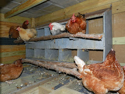 chicken coop inexpensive pioneer rake